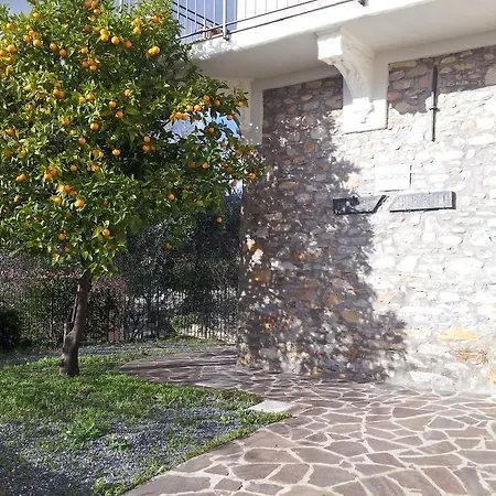 Ulivo